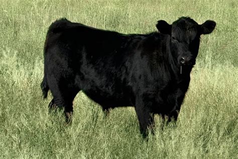 30 Fancy Black Angus Steer Calves Oregon