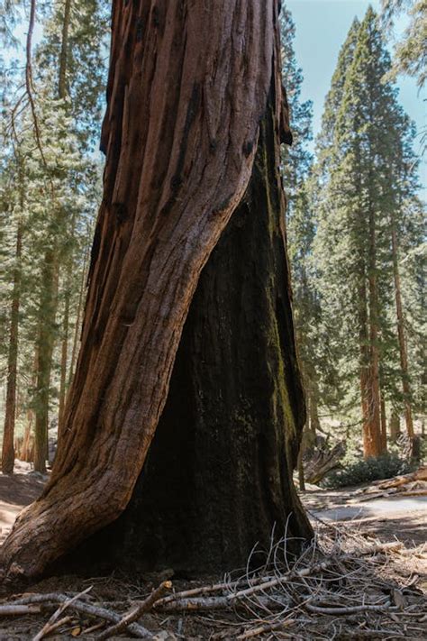 300+ Best Cypress Photos · 100% Free Download · Pexels Stock Photos