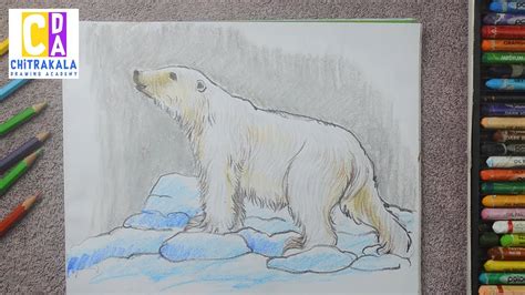 How To Draw A Polar Bear For Kids Youtube