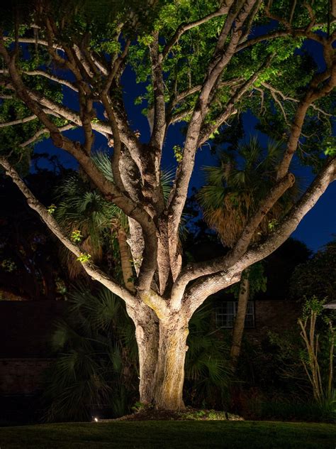 Landscape Lighting - Accenting Trees — Limelight Outdoor Lighting