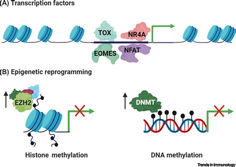 The Contribution Of Epigenetics To Cancer Immunotherapy Trends In