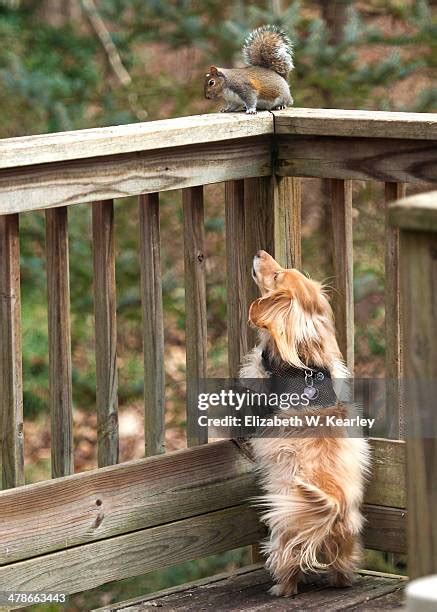 Dog Chasing Squirrel Photos and Premium High Res Pictures - Getty Images