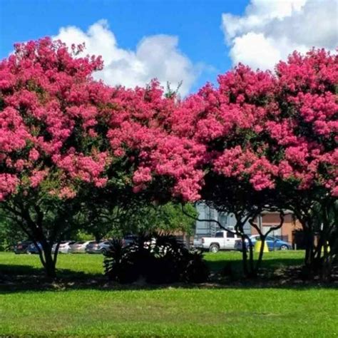 How To Propagate A Crepe Myrtle A Comprehensive Guide My Heart Lives Here