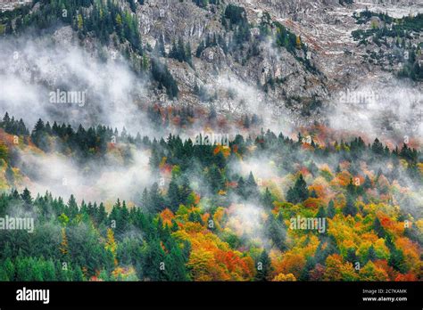 Bosques de coníferas fotografías e imágenes de alta resolución Alamy