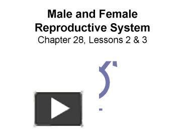 PPT Male And Female Reproductive System Chapter 28 Lessons 2