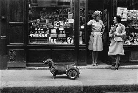 Un Chien à Roulettes A Dog on Wheels by Robert Doisneau on artnet