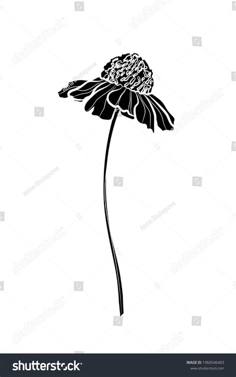 Black Silhouette Flower Helenium On White Stock Vector Royalty Free