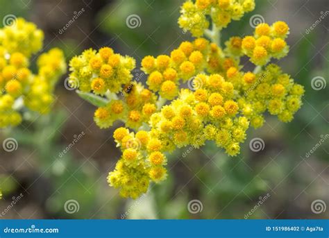 Helichrysum Arenarium Dwarf Everlast Immortelle Yellow Flowers Stock