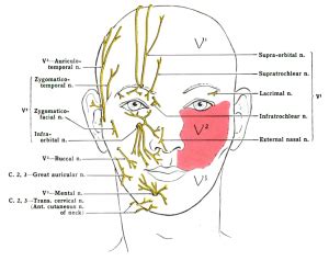 Nerve Block: Infraorbital - WikEM