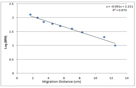 Molecular Weight Standard Curve For Sds Page The Estimated Molecular