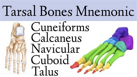 Foot Bone Tarsal Bone Anatomy Anatomynote Anatomy Bones | Hot Sex Picture