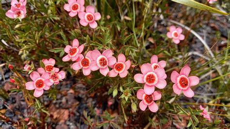 Ring Storksbill From Kleinmond South Africa On November