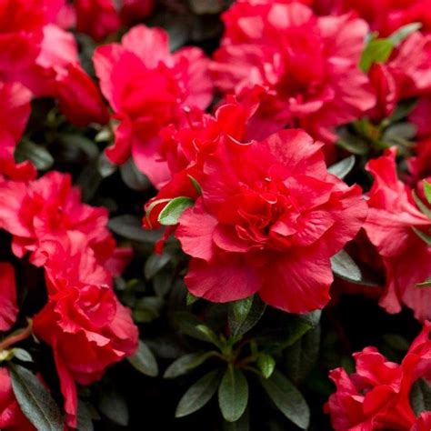 Evergreen Azalea Rani Evergreen Azaleas Millais Nurseries