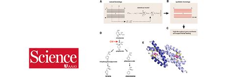 Evolution Based Model For Designing Chorismate Mutase Enzymes Lpens