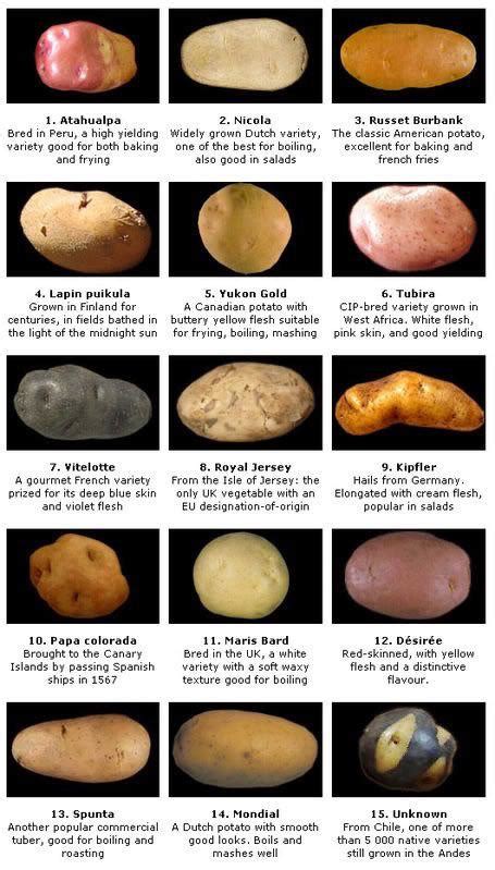 Potato Varieties And Ways To Use Them U Tadtepid