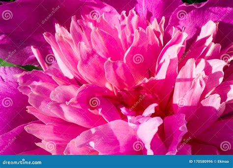 Peony Or Paeony Is A Flowering Plant In The Genus Paeonia The Only One