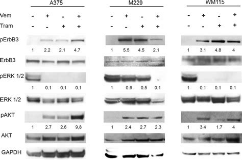 Vemurafenib And Or Trametinib Treatments Induce Selective ErbB3