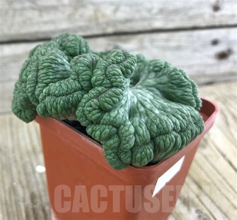 SHPR10173 Euphorbia obesa f cristata Кактус онлайн