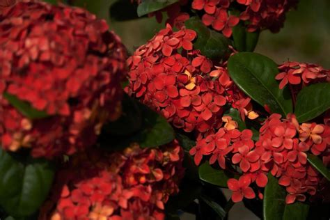 6 Spectacular Red Flowering Shrubs For Your Garden