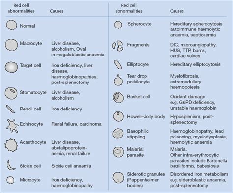 Haematology Basicmedical Key