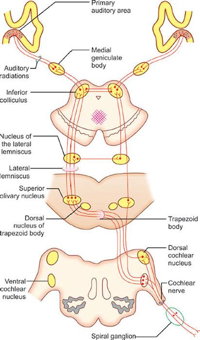 Auditory Pathway Steps