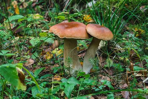 Cogumelo Boleto Na Floresta No Outono Porcini Selvagem Imagem De Stock