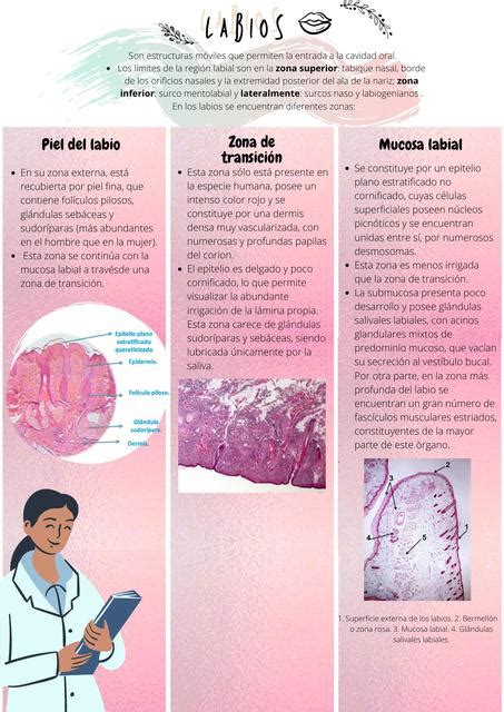 Histología del Sistema Digestivo Michelle Posso Páez uDocz