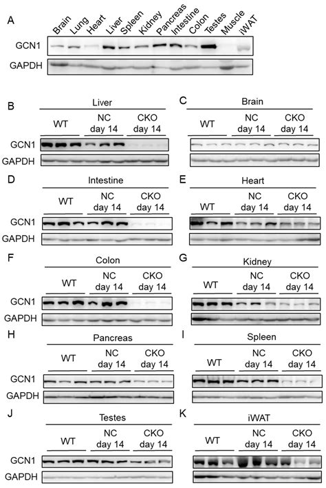 Ijms Free Full Text Inducible Systemic Gcn1 Deletion In Mice Leads