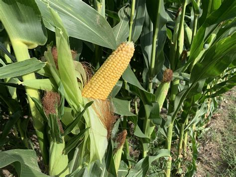 Iowa Farmer Says Mexicos Revised GM Corn Ban Directly Impacts