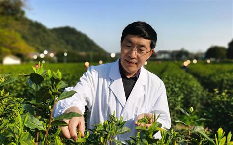 中国农科院茶叶研究所鲁成银：申遗成功有利于茶产业可持续发展 新闻频道 和讯网