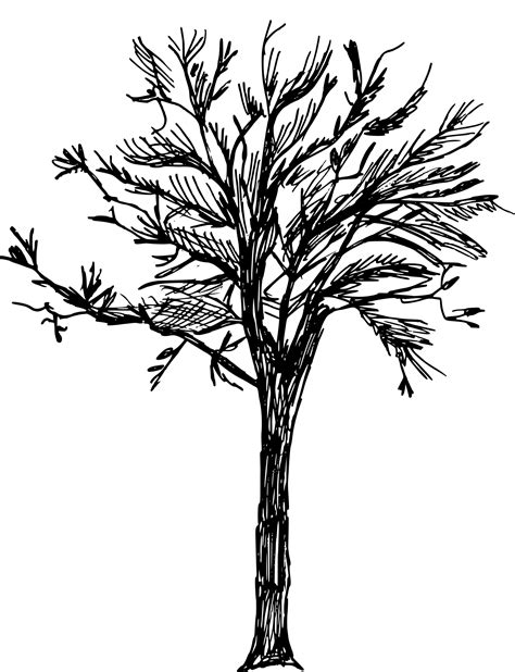 8 Tree Drawing Png Transparent