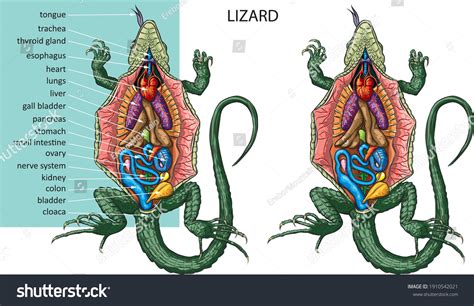 1,759 imágenes de Dinosaur anatomy - Imágenes, fotos y vectores de ...