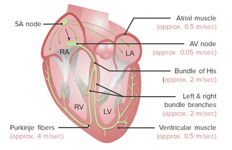 Pence Controversia Curr Culum Nodo Sinusal Anatomia Pedagog A Da Ar Liebre