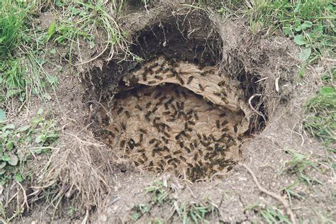 Filewasp Nest 22 Wikimedia Commons