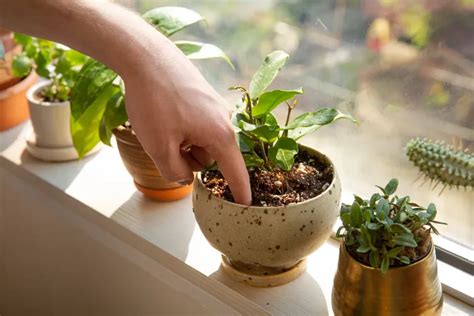 Quand Arroser Les Plantes Au Printemps T Et Comment