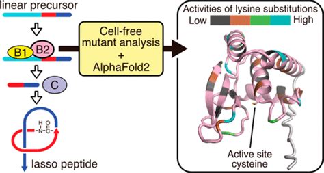 Cell Free Mutant Analysis Combined With Structure Prediction Of A Lasso