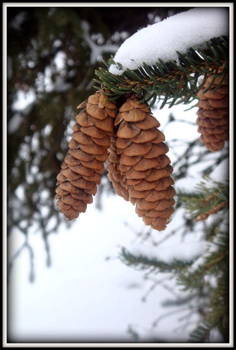 Pine Cone Friends By Mae123snap On Deviantart