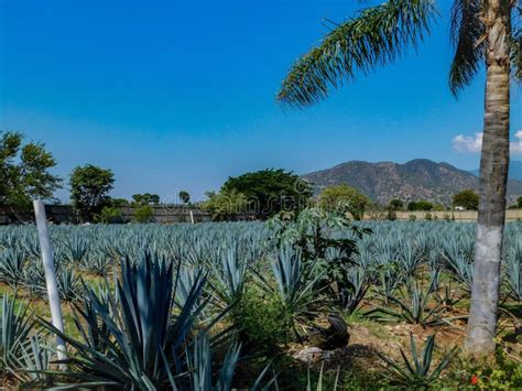 Agave Field in the Magic Tequila Stock Photo - Image of amazing, field: 157503348