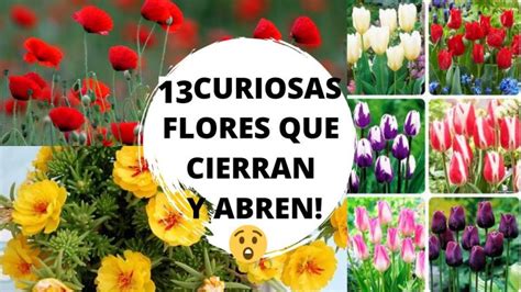 Flores Que Se Abren De Noche Actualizado Enero 2025