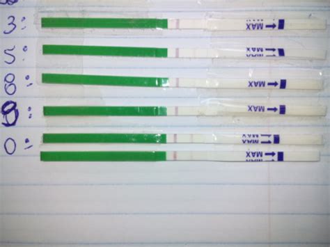 Teste De Ovula O Positivo Para Gravidez Tentando Engravidar