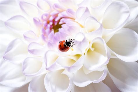 Fleur Coccinelle Pollinisation Photo Gratuite Sur Pixabay Pixabay