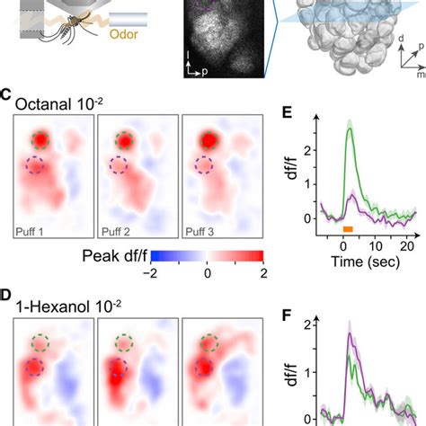 The Syt Gcamp S Line Enables Calcium Imaging In The Antennal Lobe A