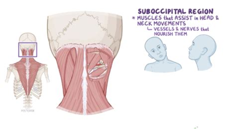 Anatomy Of Suboccipital Region Flashcards Quizlet