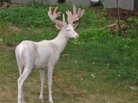 Rare Albino Deer In A Lush Green Field