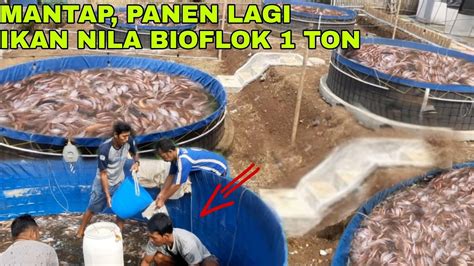 MANTAP PANEN LAGI IKAN NILA BIOFLOK SEBANYAK 1TON YouTube