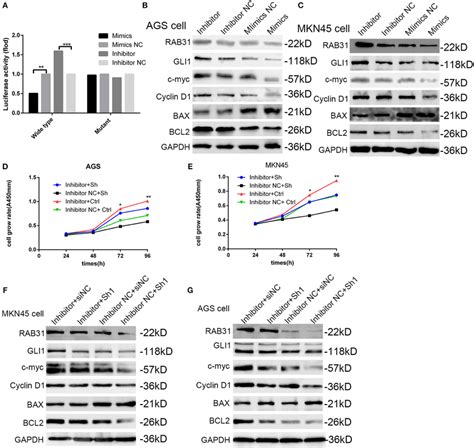 Mir C P Is Involved In The Rab Gli Pathway And Regulates Gc