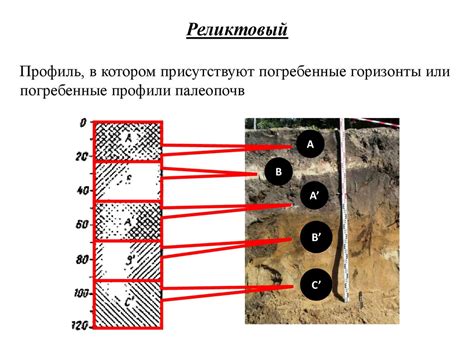 Почвенные горизонты - презентация онлайн