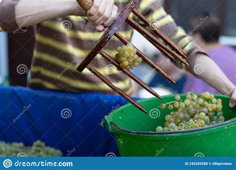 Female Hands Using Vintage Home Crafted Rakes For Wine Grapes Stock