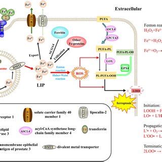 Iron loading and lipid peroxidation mechanism of ferroptosis | Download Scientific Diagram