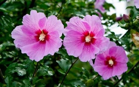 무궁화, Rose of Sharon (national flower of Korea)